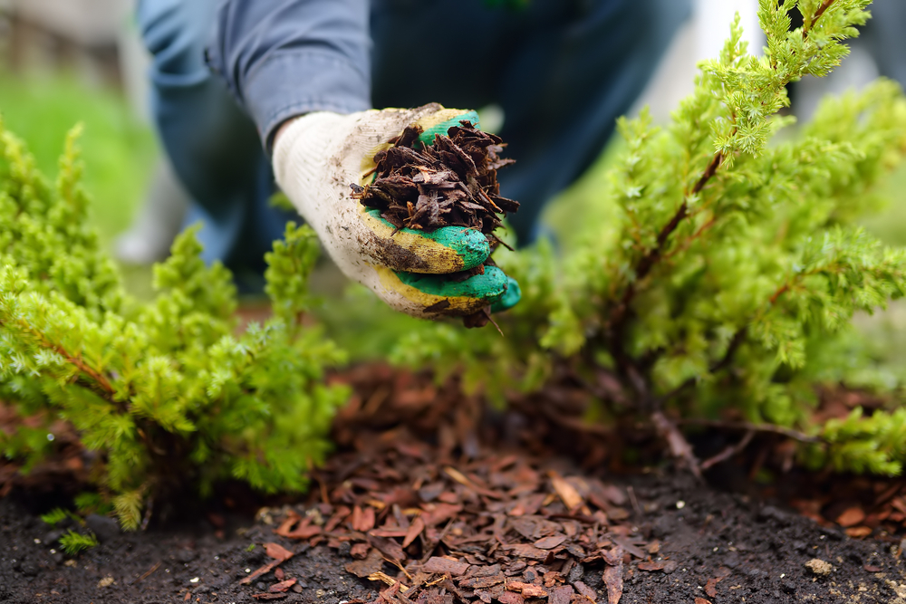gardening in