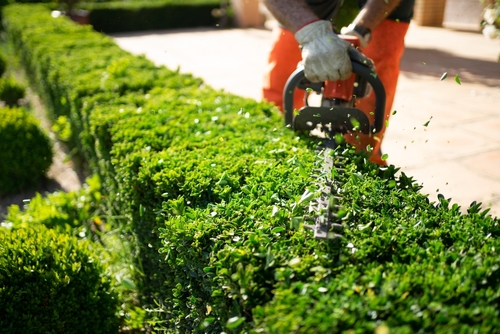gardeners in Norwich